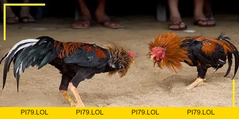 Live Đá Gà Thomo MB66 - Tận Hưởng Những Trận Đấu Kịch Tính - pi79.lol