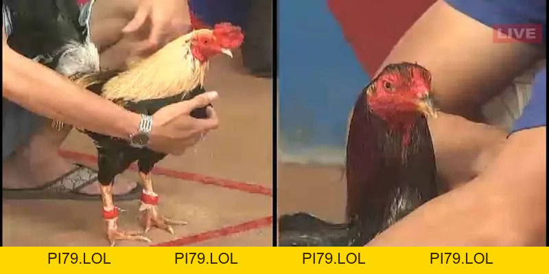 Live Đá Gà Thomo MB66 - Tận Hưởng Những Trận Đấu Kịch Tính - pi79.lol