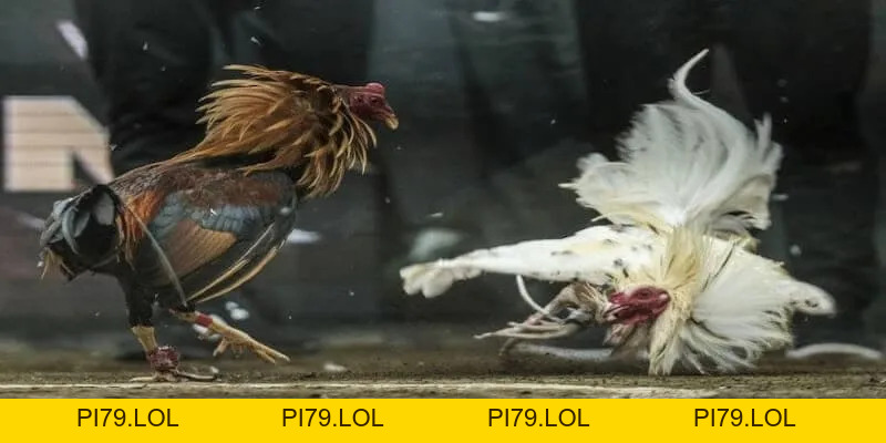 Live Đá Gà Thomo MB66 - Tận Hưởng Những Trận Đấu Kịch Tính - pi79.lol