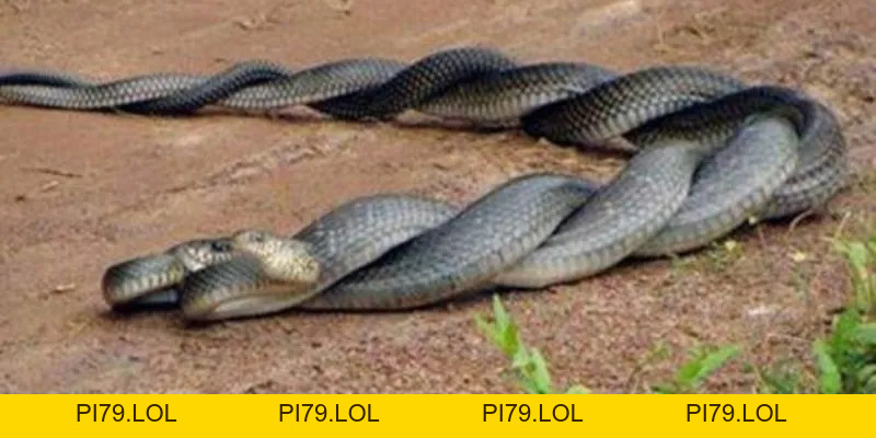 Giải Mã Giấc Mơ MB66: Nằm Mơ Thấy Rắn To Có Ý Nghĩa Gì? - pi79.lol