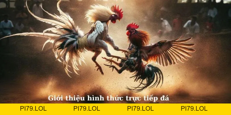 Trải Nghệm Trực Tiếp Đá Gà Cựa Dao MB66 Sôi Động, Hấp Dẫn - pi79.lol
