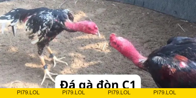 Trực Tiếp Đá Gà Đòn C1 - Giải Đấu Chiến Kê HOT Nhất MB66 - pi79.lol